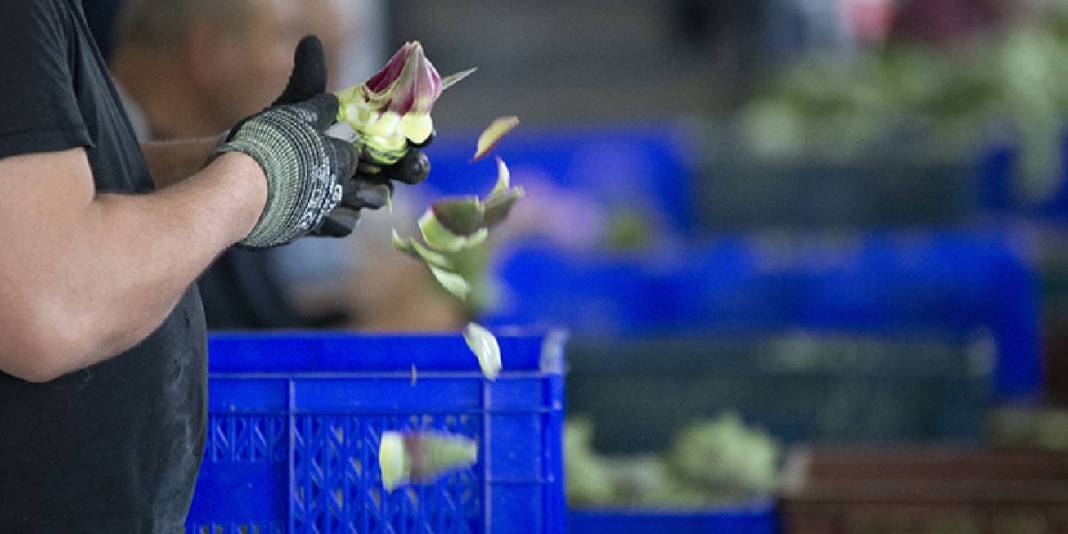 Enginarı robotlar soyamadı, Hüseyin abi ve ekibi devreye girdi! “Enginar soyma timi" ile 25 yıldır hizmet veriyor 6